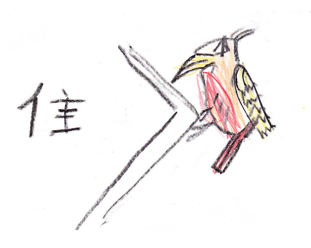 chinese word for short tail bird